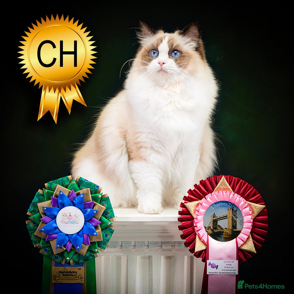 Ragdoll cats Champion Ragdoll Girl Saphire SHOW-BREED - Advert 1