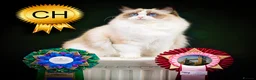 Ragdoll cats for sale: Champion Ragdoll Girl Saphire SHOW-BREED - Advert 1