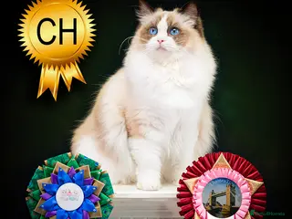 Ragdoll cats for sale: Champion Ragdoll Girl Saphire SHOW-BREED - Advert 4