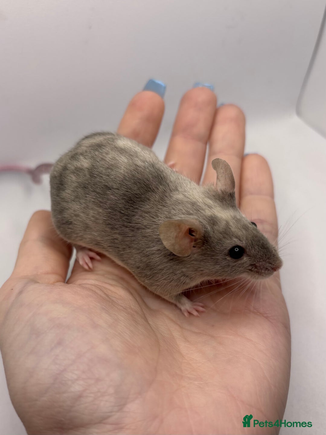 Mouse rodents for sale: Male Fancy Mice (available now) - Advert 7