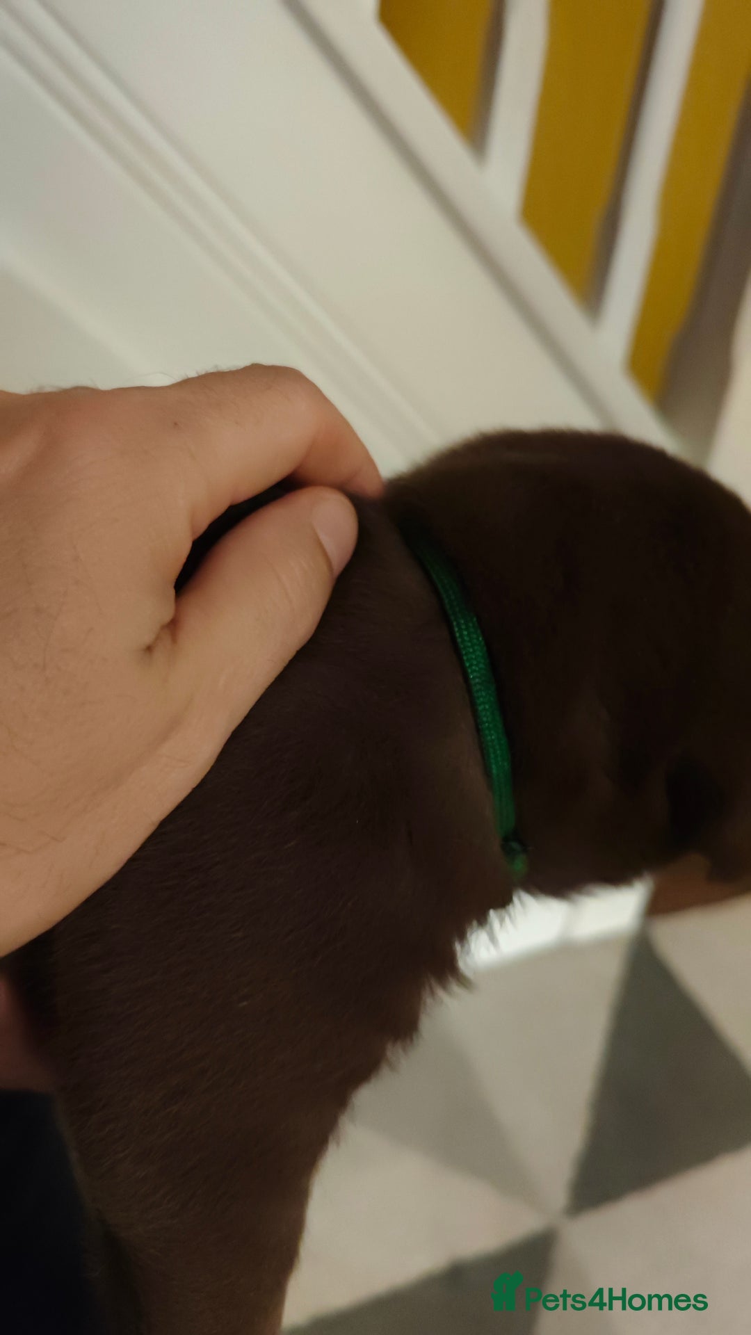 Labrador Retriever dogs for sale: Chocolate Labrador Retriever Puppies-Family Raised - Advert 5