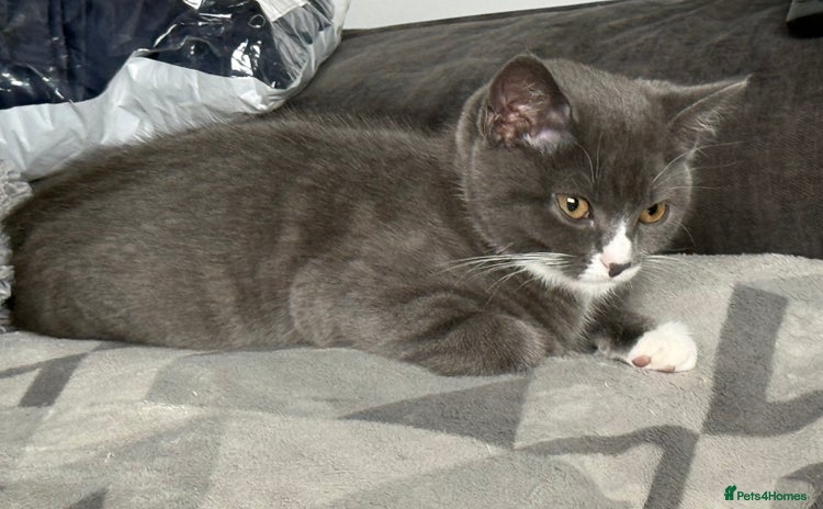 British Shorthair cats - Advert 8