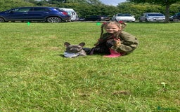 French Bulldog dogs for sale: Blue female French bulldog 2years old - Image 2