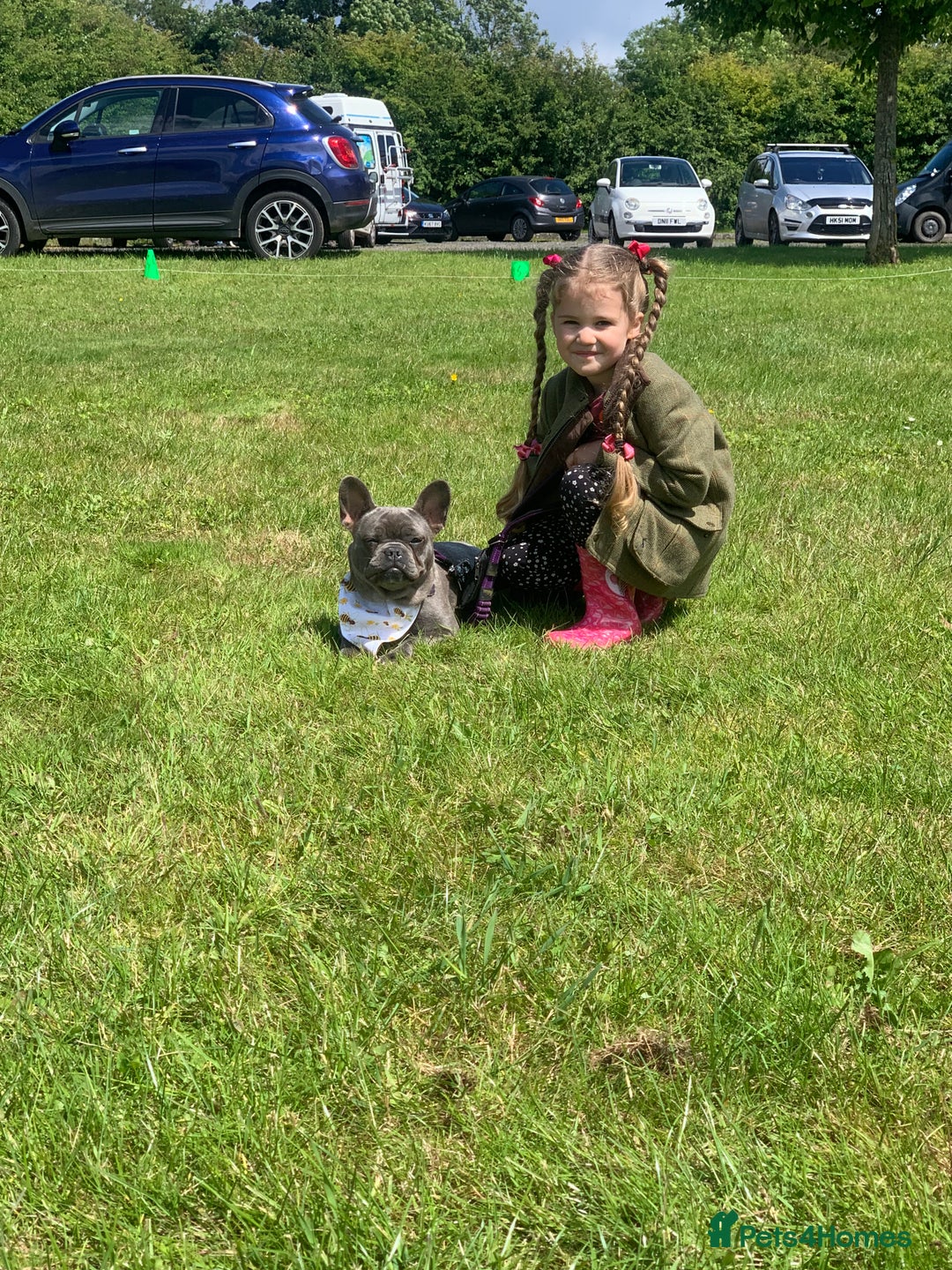 French Bulldog dogs for sale: Blue female French bulldog 2years old - Image 2