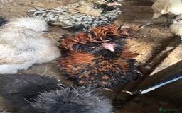 Chickens poultry for sale: Roosters, hens, quails and chicks for sale in London - Image 1