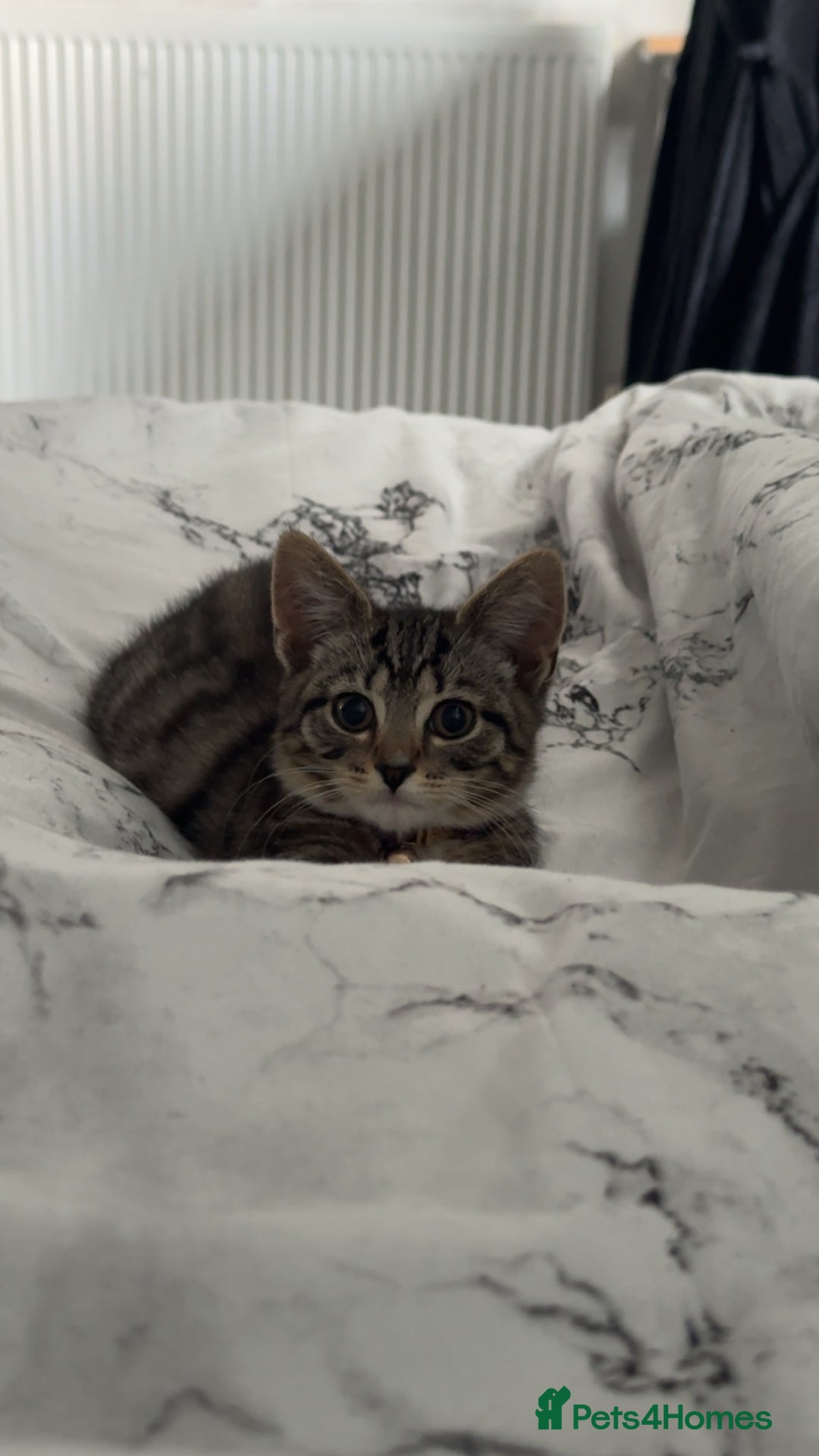 Mixed Breed cats for sale: Urgent Tabby kitten for sale - Image 3