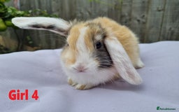 Mini Lop rabbits for sale: Gorgeous Mini Lop X French Bunnies Ready to Go! - Image 32
