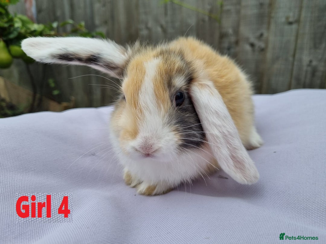 Mini Lop rabbits for sale: Gorgeous Mini Lop X French Bunnies Ready to Go! - Image 32