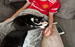 Mixed Breed cats for sale: Female tuxedos looking for forever homes - Advert 1