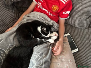 Mixed Breed cats Female tuxedos looking for forever homes - Advert 1