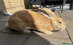 Continental Giant rabbits for sale: READY NOW - 3 Continental Giant Does  - Image 6