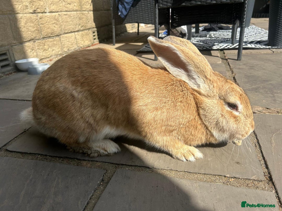 Continental Giant rabbits for sale: READY NOW - 3 Continental Giant Does  - Image 6