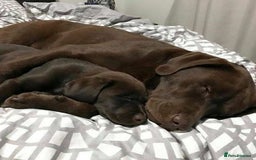 Labrador Retriever dogs for sale: Chocolate Labrador Retriever Puppies for Sale! - Image 3