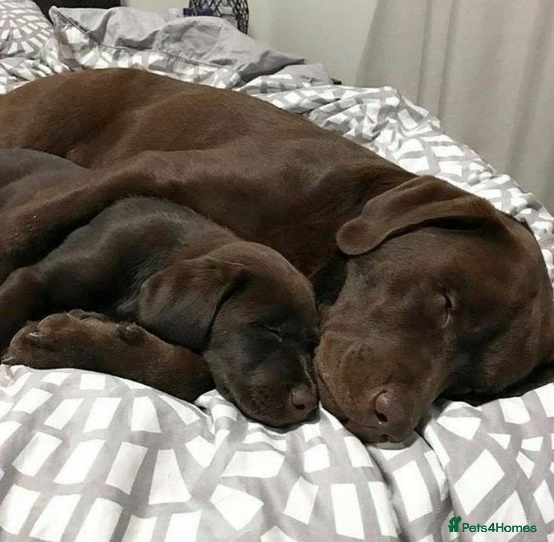 Labrador Retriever dogs for sale: Chocolate Labrador Retriever Puppies for Sale! - Image 3