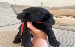 Cocker Spaniel dogs for sale: Beautiful Cocker Spaniel Puppies - Image 1