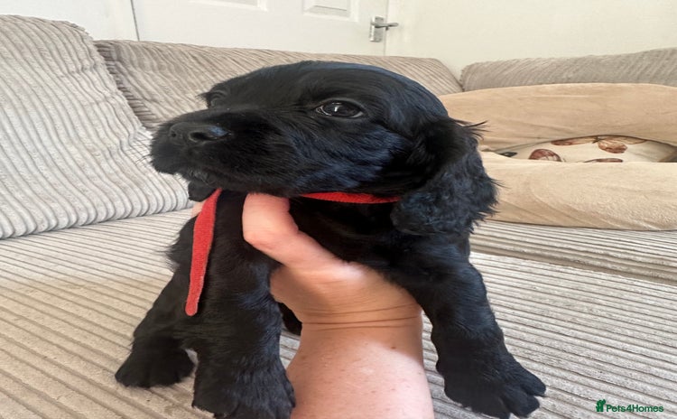 Cocker Spaniel dogs - Advert 1