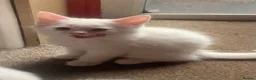 Mixed Breed cats for sale: Four adorable, cuddly kittens - Advert 24
