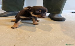 Australian Kelpie dogs for sale: Australian Kelpie puppies  - Image 6