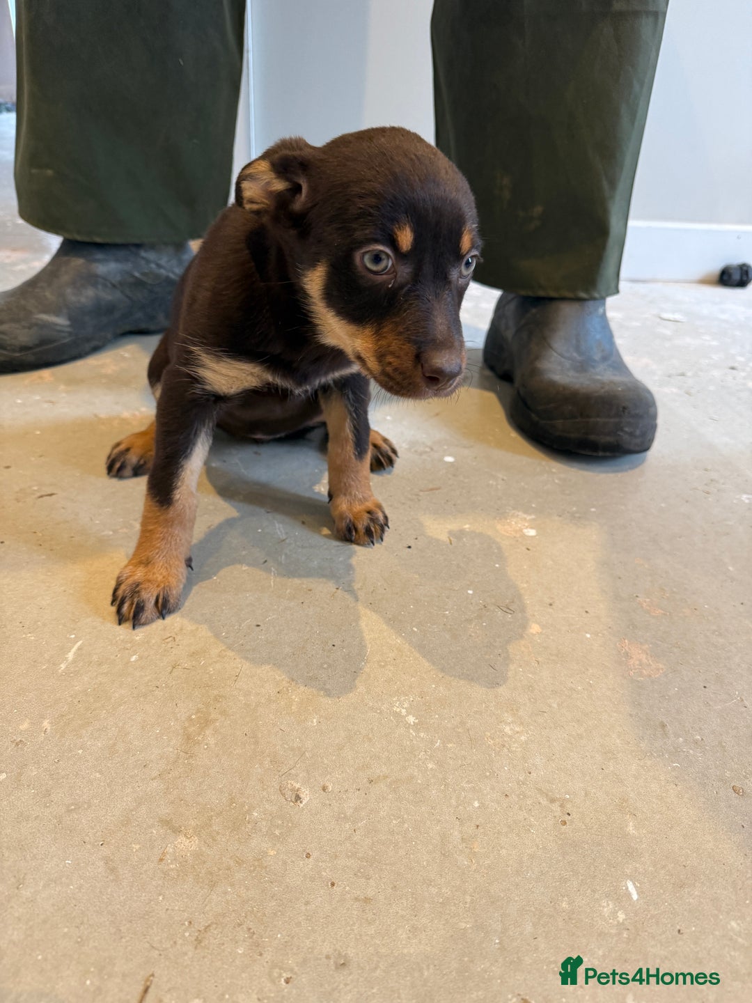 Australian Kelpie dogs for sale: Australian Kelpie puppies  - Image 6