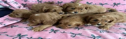 Cavapoo dogs for sale: Beautiful Cavapoo pups - Advert 2