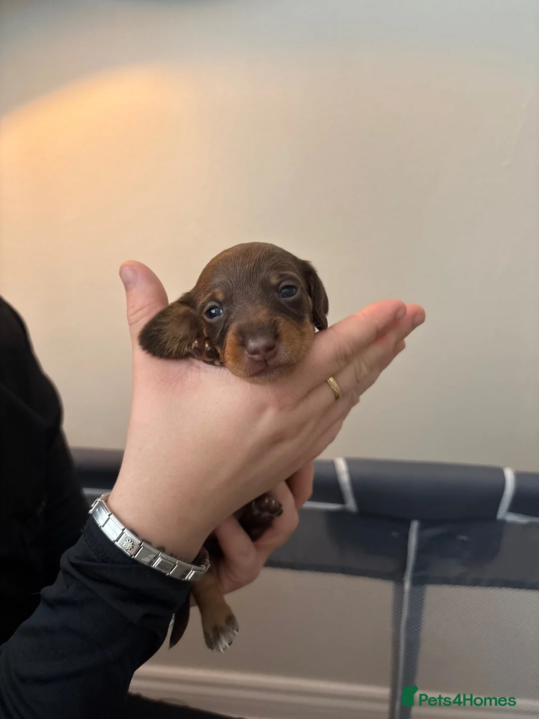Miniature Dachshund dogs for sale: Miniature Dachshund Puppies in Glasgow - Advert 2