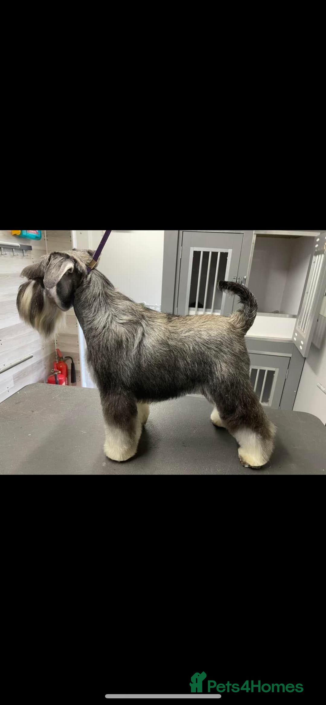 Miniature Schnauzer dogs for stud: STUNNING HEALTH TETSED MINI SCHNAUZER FOR STUD in Wigan - Advert 4
