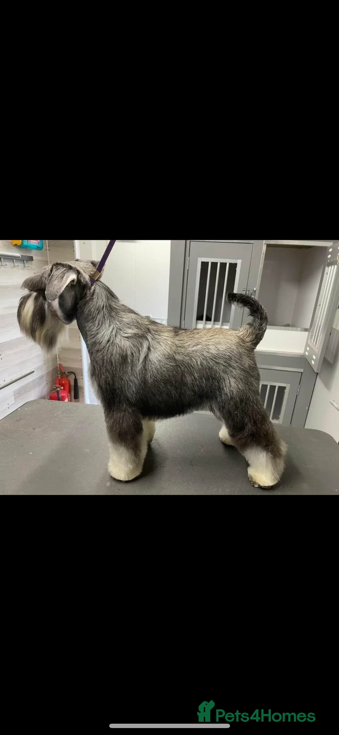 Miniature Schnauzer dogs for stud: STUNNING HEALTH TETSED MINI SCHNAUZER FOR STUD in Wigan - Advert 4