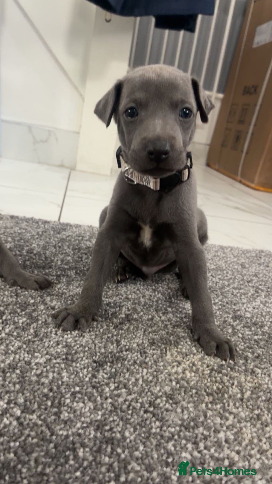 Whippet dogs Blue whippet puppies 💙❤️🏡 - Advert 3