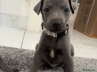 Whippet dogs Blue whippet puppies 💙❤️🏡 - Advert 3