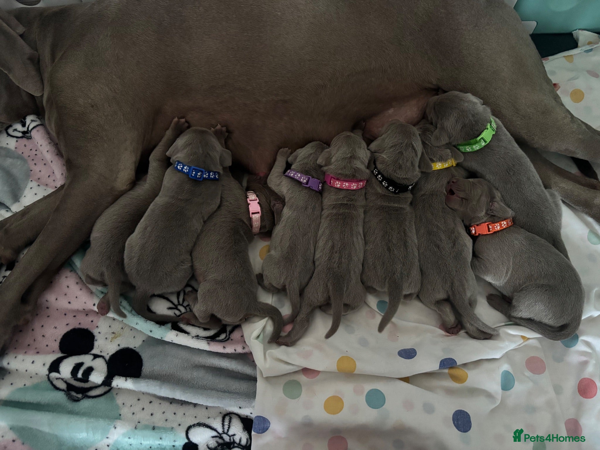 Weimaraner dogs 🩶🌈Beautiful Silver KC Registered Weimaraner’s - Advert 2