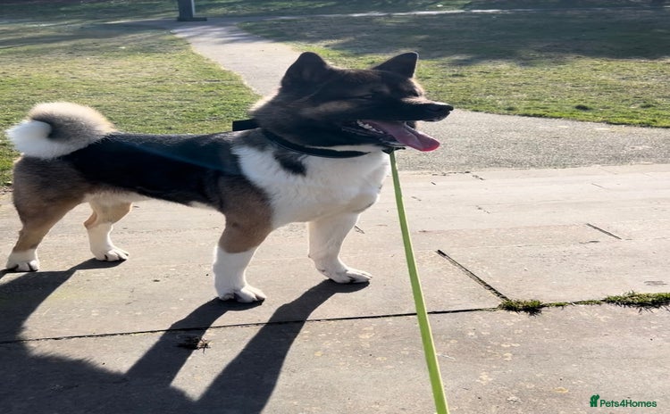 Akita dogs ***Chico’s finding LOVE… Proven Stud*** in Birmingham - Advert 3