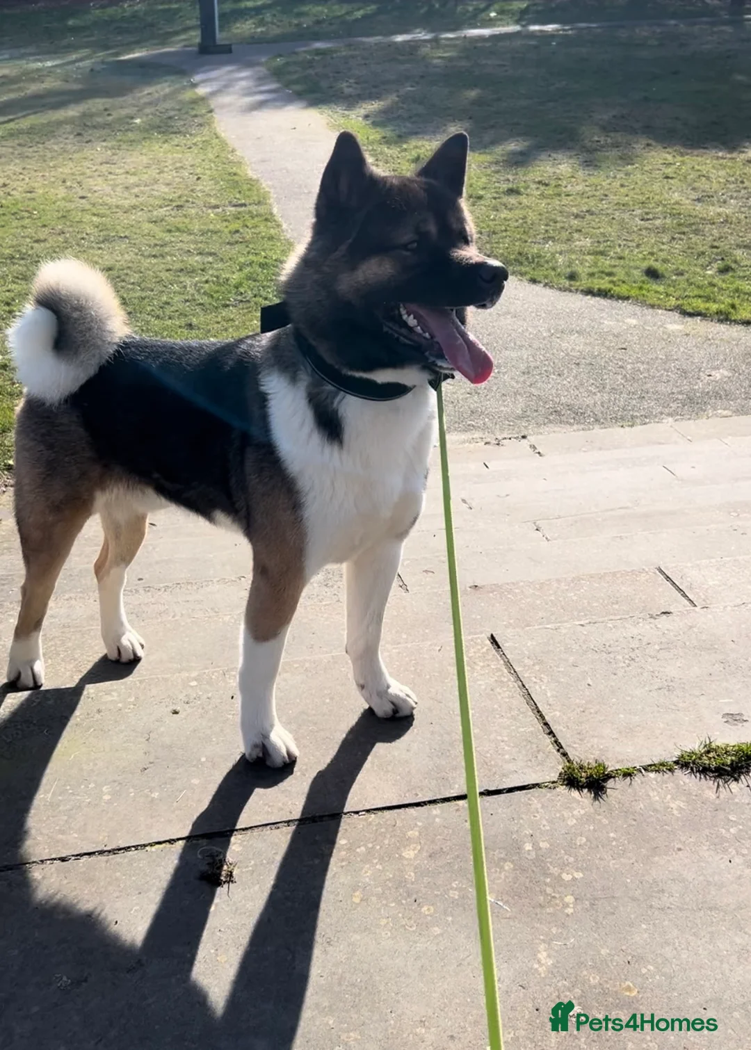 Akita dogs for stud: ***Chico’s finding LOVE… Proven Stud*** - Advert 4