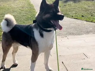 Akita dogs ***Chico’s finding LOVE… Proven Stud*** in Birmingham - Advert 1