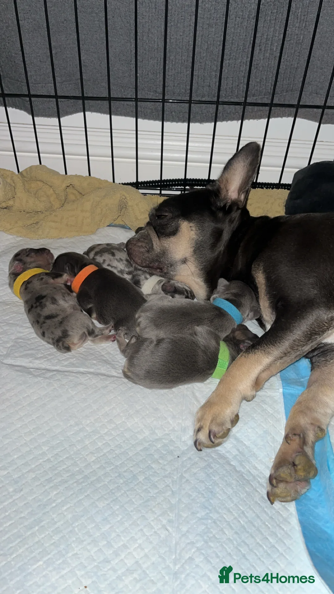 French Bulldog dogs for sale: DWKC Registered French Bulldog puppies for sale - Advert 6