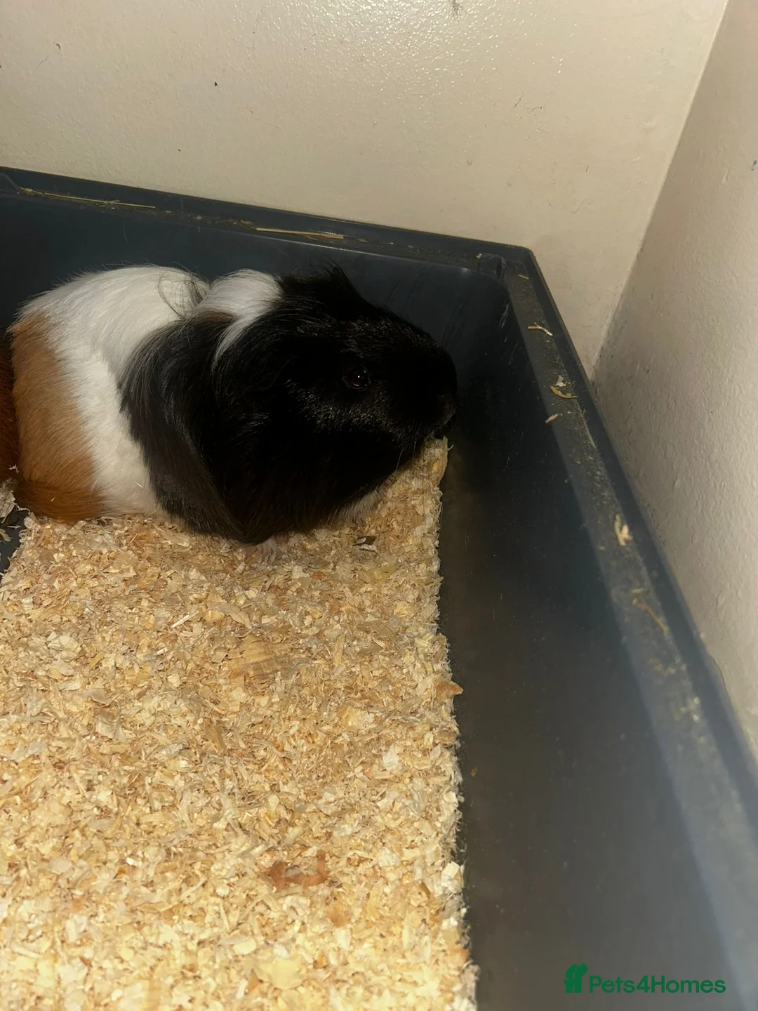 Guinea Pig rodents for sale: 2 brother Guinea Pigs for Sale in London - Advert 3
