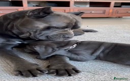 Cane Corso dogs for sale: Came Corao Pup - Image 8