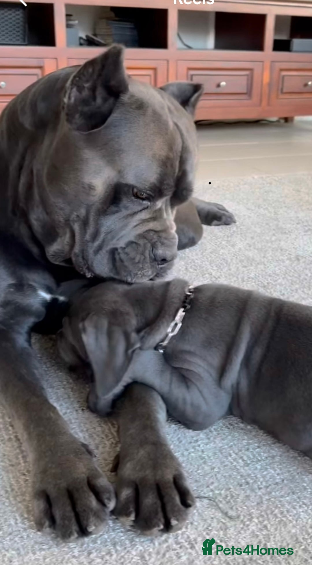 Cane Corso dogs for sale: Came Corao Pup - Image 8