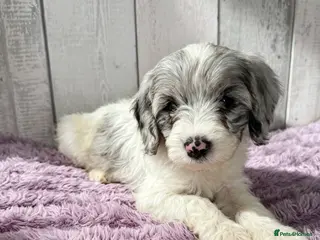 Mixed Breed dogs 🐾 READY 4th JULY - Cavapoochon Puppies 🐾 - Advert 13