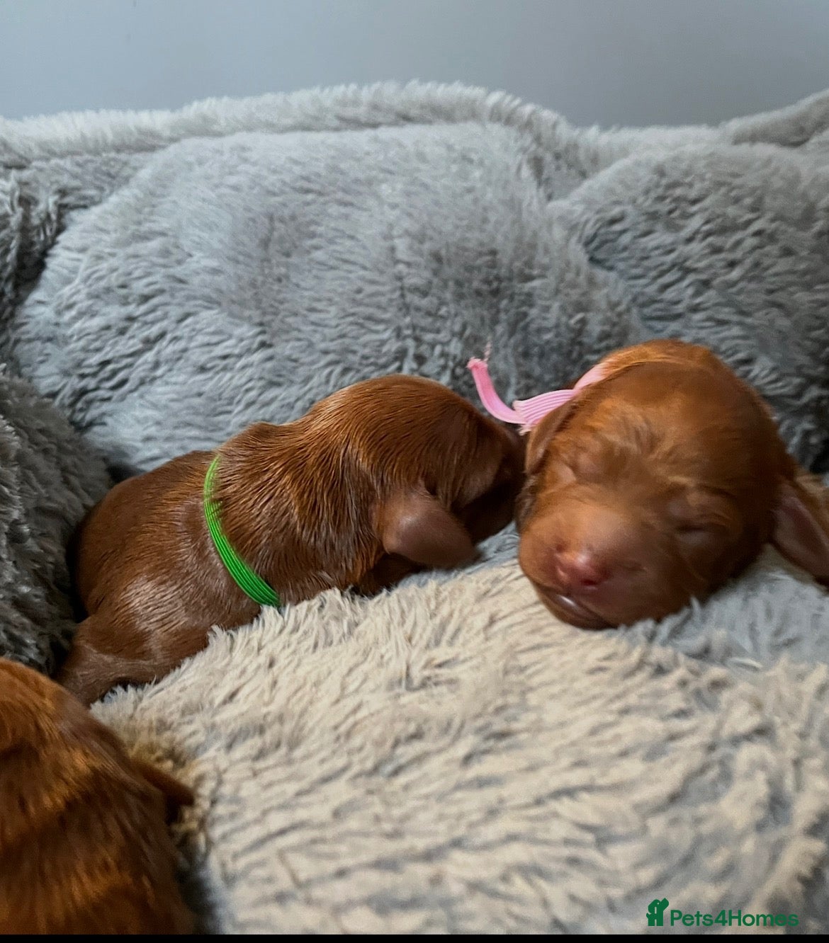Mixed Breed dogs for sale: Mini Red Double Doodles  - Advert 2