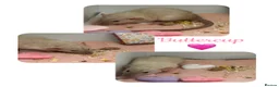 Rat rodents for sale: Baby Dumbo Rats  - Advert 10