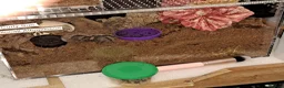 Tarantulas invertebrates for sale: Collection of tarantulas & equipment for new home  - Advert 7