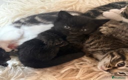 Mixed Breed cats for sale: 6 Cute Kittens Looking for Loving Homes - Image 3