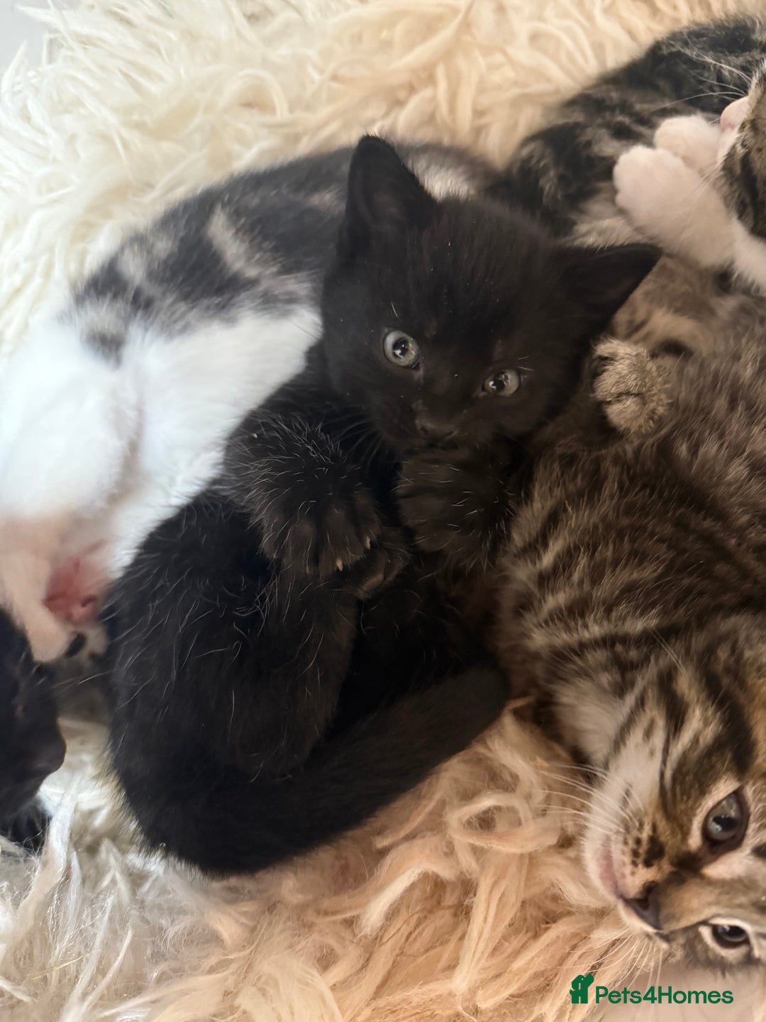 Mixed Breed cats for sale: 6 Cute Kittens Looking for Loving Homes - Image 3
