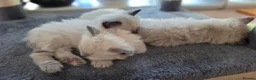 Ragdoll cats for sale: Gorgeous Ragdoll ready to leave 11 July - Advert 2