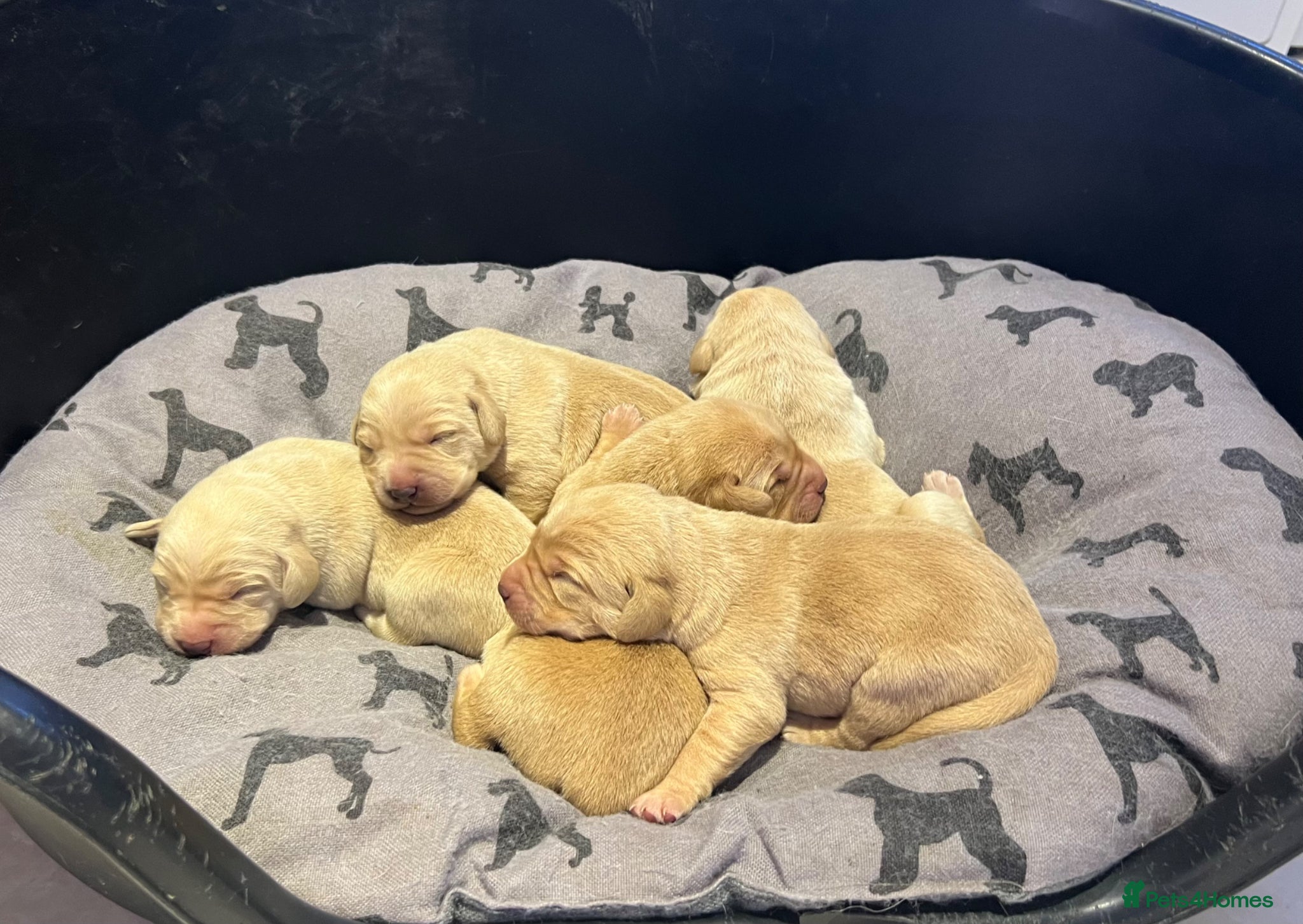 Labrador Retriever dogs Stunning KC Registered Champion line Puppies  - Advert 2