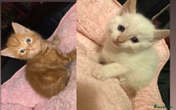 Mixed Breed cats for sale: Mixed BSH/ragdoll  - Image 1