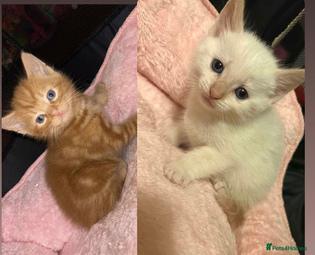Mixed Breed cats for sale: Mixed BSH/ragdoll  - Image 1