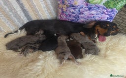 Mixed Breed dogs for sale:  miniature dachshund cross toy poodle doxiepoo   - Image 3