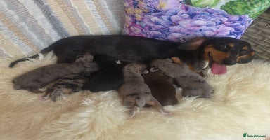 Mixed Breed dogs - Advert 2