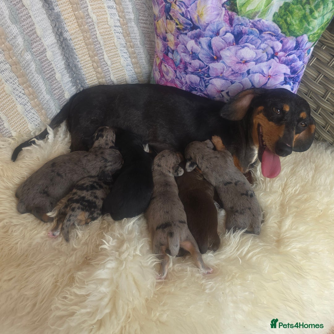 Mixed Breed dogs for sale:  miniature dachshund cross toy poodle doxiepoo   - Image 3